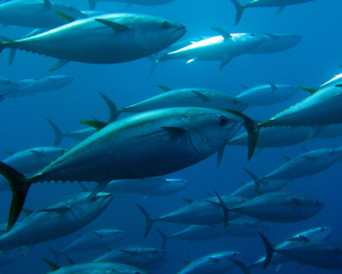 Regolamento origine tonno